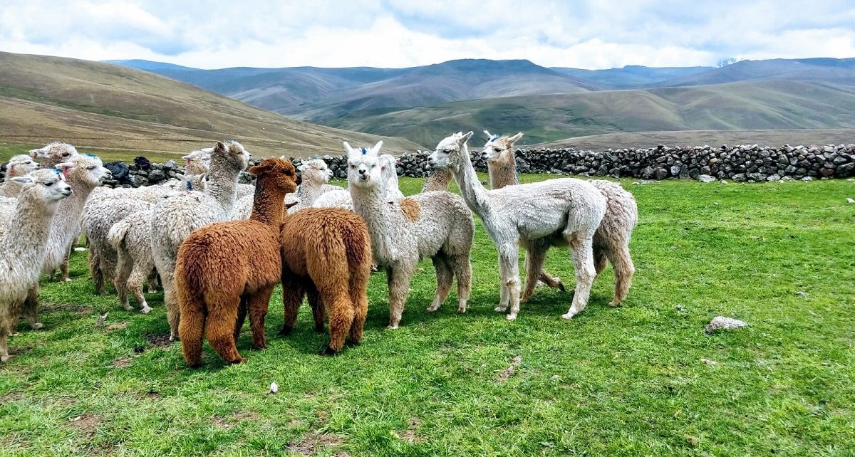 Perú se mantiene como primer exportador de fibra de alpaca en el mundo por  su alta calidad - Noticias - Ministerio de Desarrollo Agrario y Riego -  Plataforma del Estado Peruano
